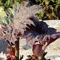 Rheum palmatum 'Atropurpureum' (2)